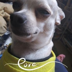 Meet your Posher, Tracy